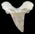 Auriculatus Shark Tooth - Dakhla, Morocco (Restored) #47845-1